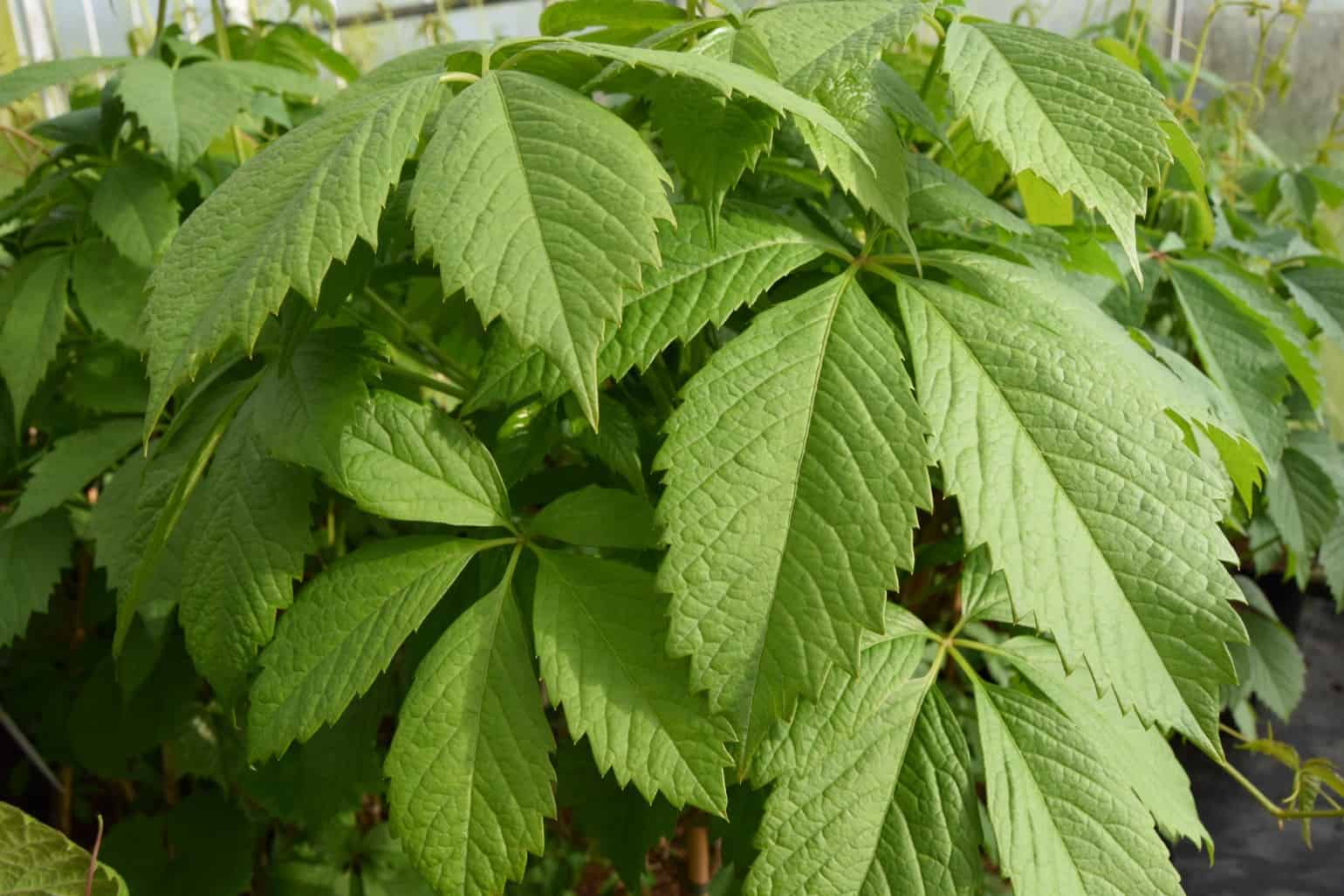 Parthenocissus quinquefolia